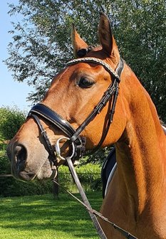 Bridle Swarovski Crystal Fabric gold