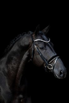 Swarovski black Browband colorado gold