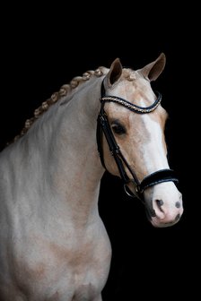 Swarovski blue Browband colorado gold