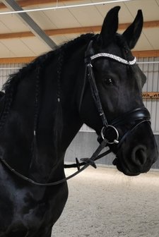 Browband Swarovski crystal clear