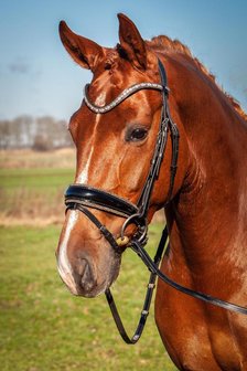 JUDI snaffle bridle Crystal Fabric gold Swarovski