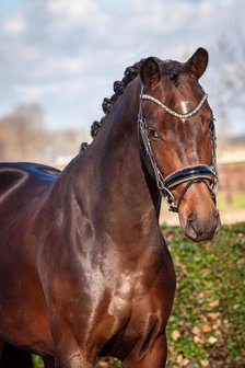 JUDI snaffle bridle Crystal Fabric gold Swarovski