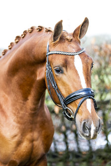 JUDI bridle Classic black padding