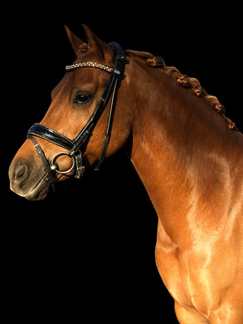 Bridle Swarovski Crystal Fabric gold