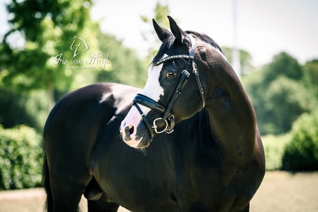 Browband Famous II Classic silver diamond