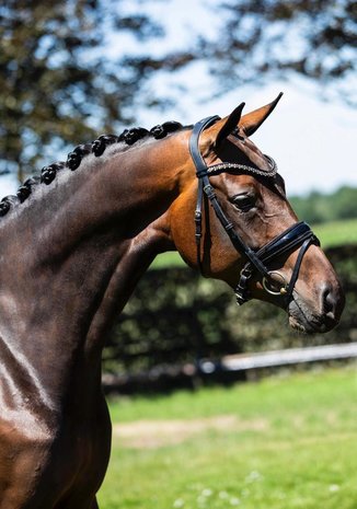 Bridle Swarovski Crystal Fabric black