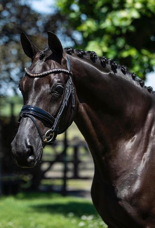 Bridle Swarovski Crystal Fabric black