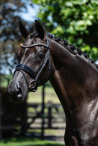 Bridle Swarovski Crystal Fabric black