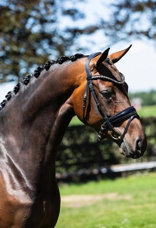 Bridle Swarovski Crystal Fabric black