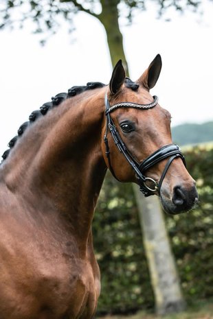 Swarovski bridle Crystal Fabric black