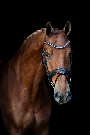 Browband Swarovski gold nut