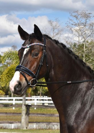 JUDI bridle Crystal Fabric blue