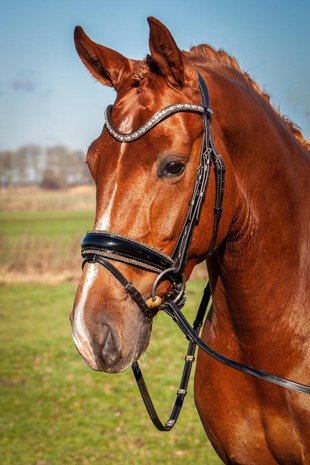 JUDI snaffle bridle Crystal Fabric gold Swarovski