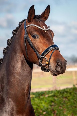 JUDI snaffle bridle Crystal Fabric gold Swarovski