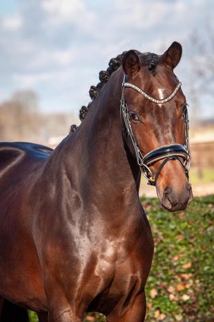 JUDI snaffle bridle Crystal Fabric gold Swarovski