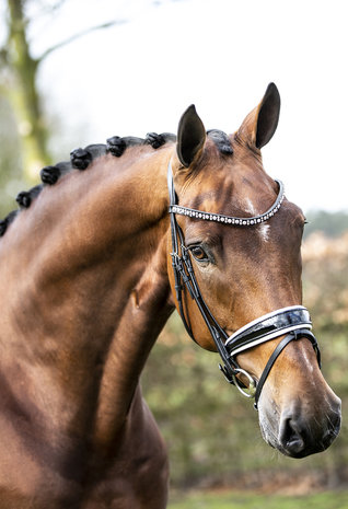 Bridle Classic white