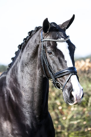 JUDI bridle Classic black padding