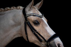 Bridle Rocks blue and Rocks browband Onyx colorado gold