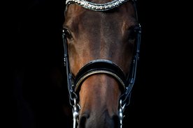 Bridle Rocks gold and browband Onyx gold