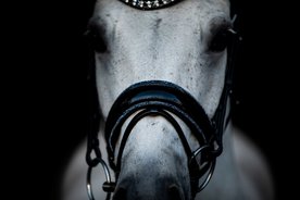 Bridle Rocks blue and Rocks browband Onyx tricolore blue