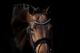 Bridle Rocks black and Rocks browband Classic chrome